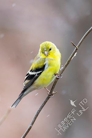 4-8-22 American Goldfinch on Spicebush