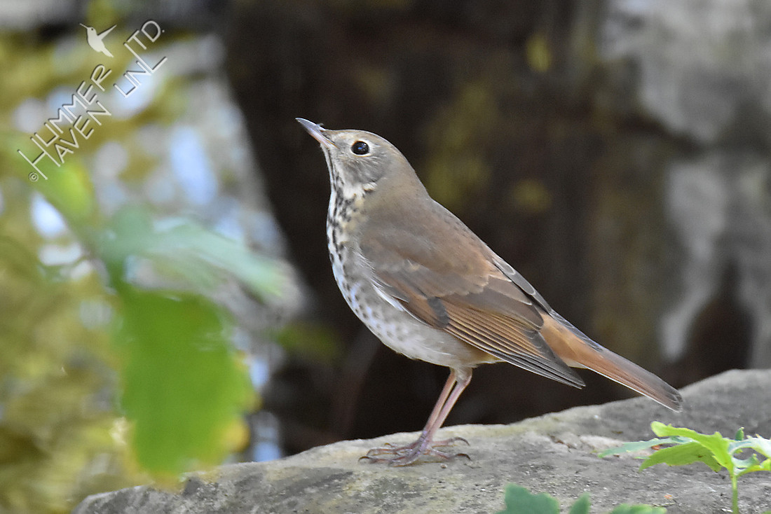 Hermit Thrush 10-8-16