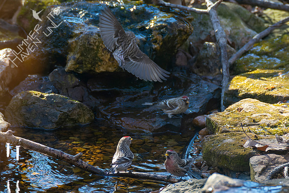 1-29-22 Common Redpolls