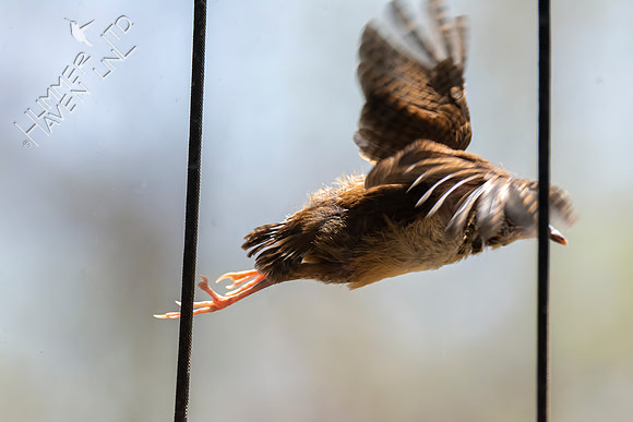 4-21-22 Carolina Wren Fledgling