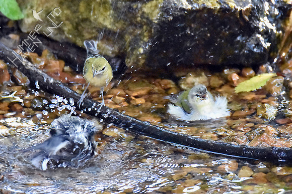 Bay-breasted and Tennessee Warblers 10-5-16