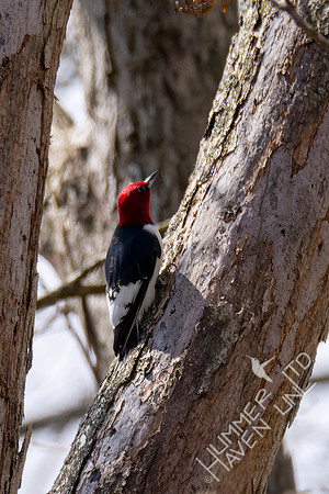 4-18-22 Red-headed Woodpecker