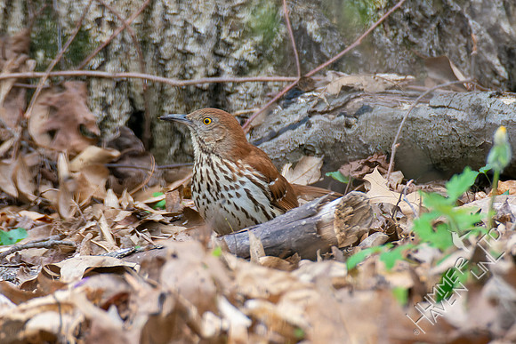 4-15-22 Brown Thrasher