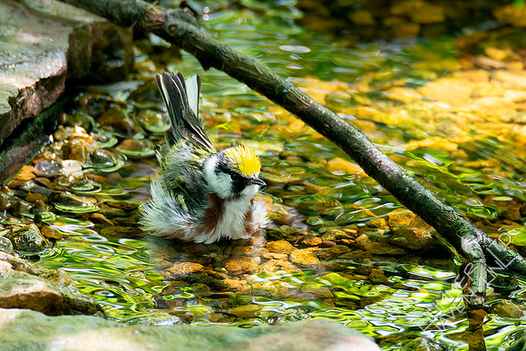 5-10-23 Chestnut-sided Warbler