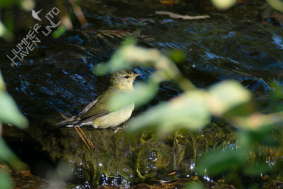10-5-24 Tennessee Warbler