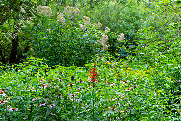7-26-24 Garden in July