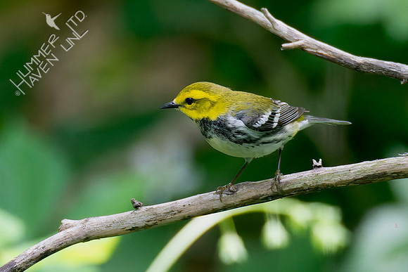 5-10-23 Black-throated Green Warbler