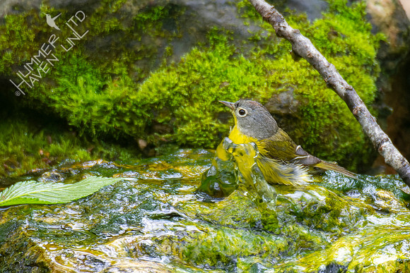 5-4-22 Nashville Warbler