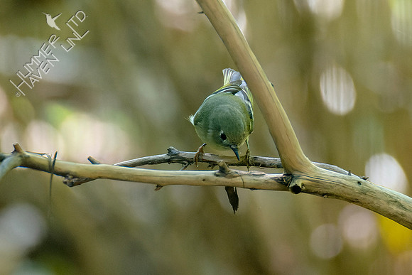 10-4-24 Ruby-crowned Kinglet
