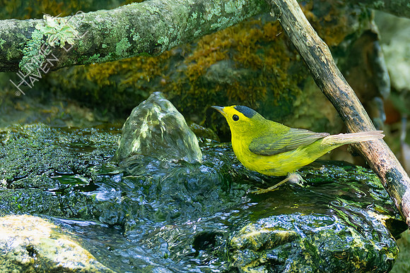 5-10-23 Wilson's Warbler