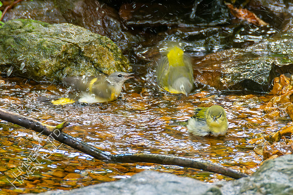 9-23-22 American Redstart, Nashville and Tennessee Warblers