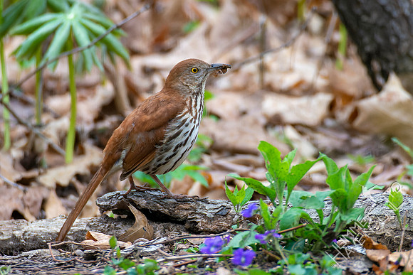 4-15-22 Brown Thrasher
