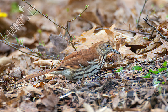 4-15-22 Brown Thrasher