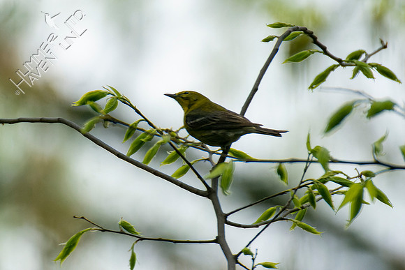 4-29-22 Pine Warbler