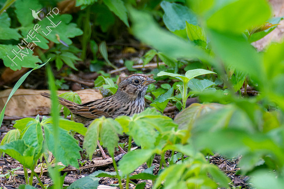 4-28-22 Lincoln's Sparrow