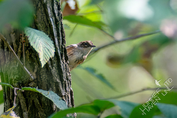 10-6-24 FOS Yellow-rumped Warbler