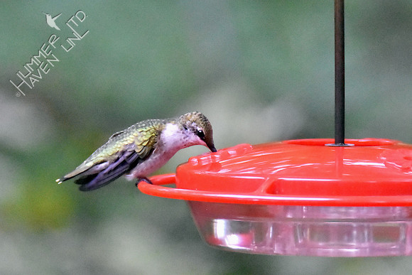 Ruby-throated Hummingbird 10-1-16