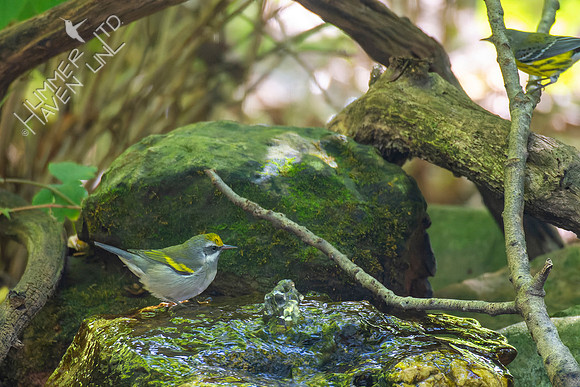 9-22-22 FOS Golden-winged Warbler female and Magnolia Warbler