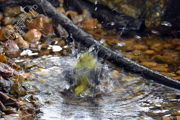 Black-throated Green Warbler 10-4-16