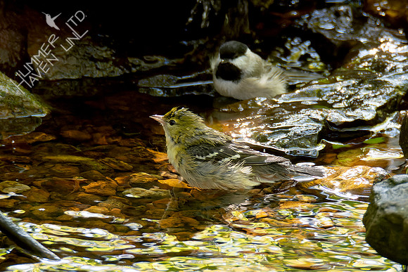 10-5-24 Bay-breasted Warbler