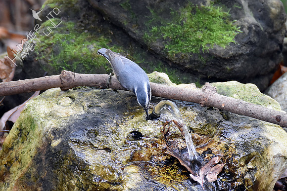 Red-breasted Nuthatch 10-10-16