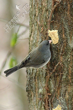 Dark-eyed Junco