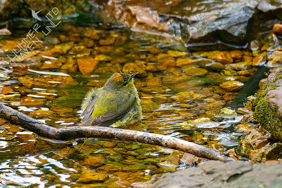 4-22-22 FOY #64 *43 Orange-crowned Warbler