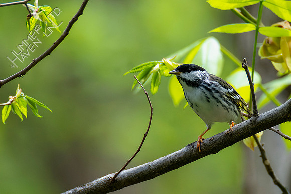 4-28-22 Blackpoll Warbler