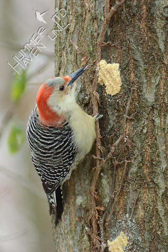 Red-bellied Woodpecker, female