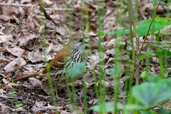 5-4-22 Brown Thrasher