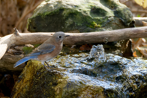 10-27-24 Eastern Bluebird