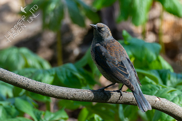 4-19=22 Rusty Blackbird