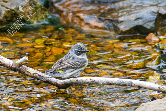 4-15-22 Yellow-rumped Warbler female