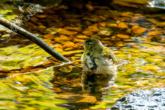 10-11-24 Tennessee Warbler