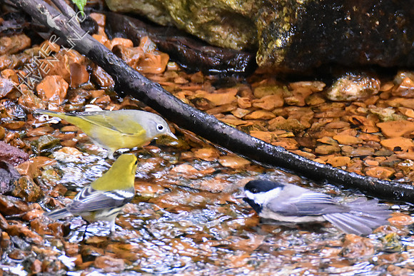 Black-throated Green, Nashville Warblers and Carolina Chickadee 10-2-16