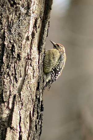 Yellow-bellied Sapsucker, female at Sugar Maple
