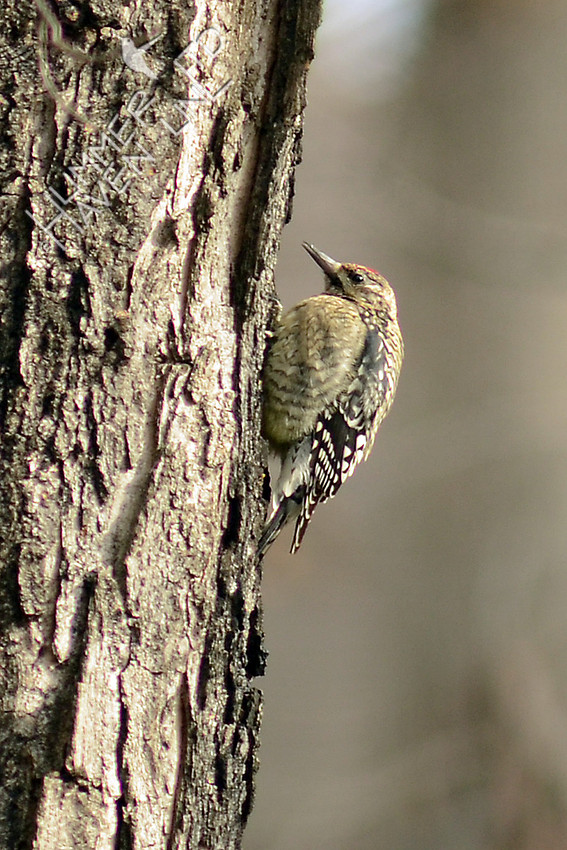 Yellow-bellied Sapsucker, female at Sugar Maple
