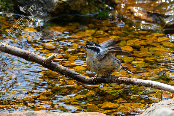 4-21-22 Red-breasted Nuthatch