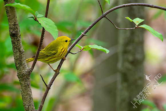 4-29-22 Yellow Warbler