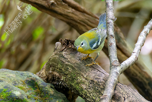 9-22-22 Northern Parula
