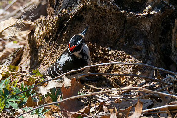 4-9-22 Hairy Woodpecker