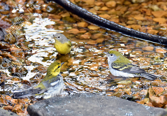 Nashville, Black-throated Green and Chestnut-sided Warblers 10-2-16