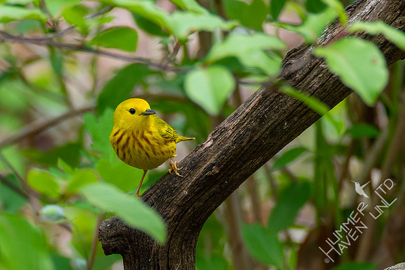 4-29-22 Yellow Warbler