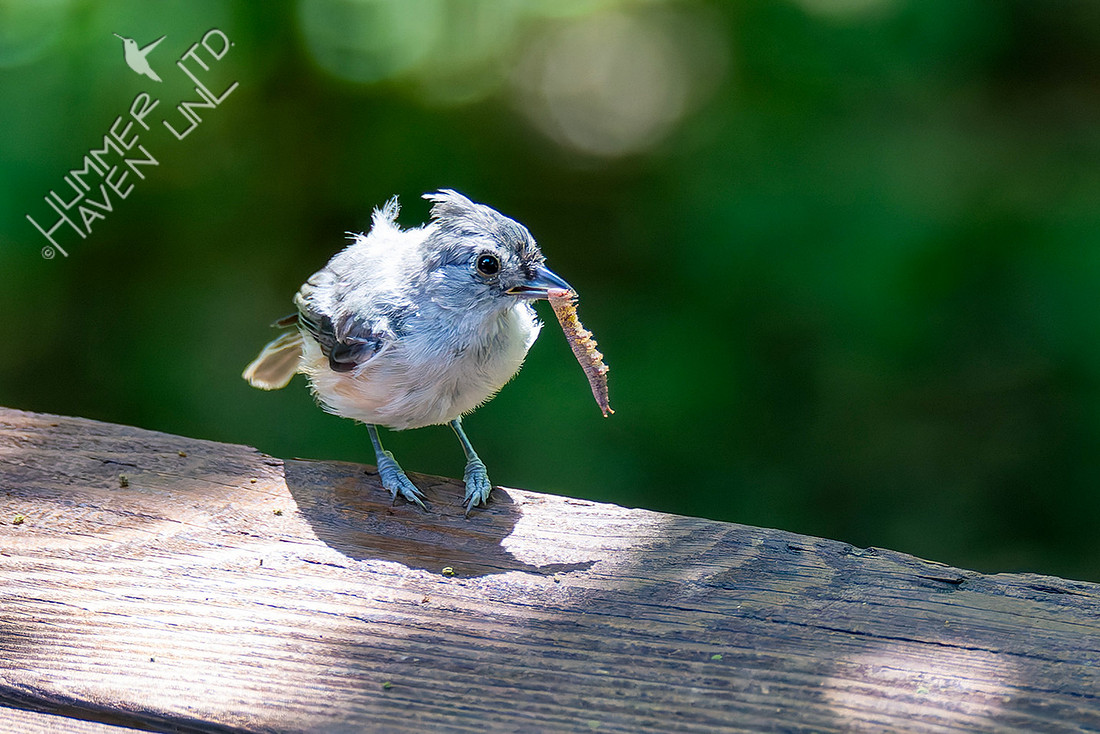8-13-25 Tufted Titmouse immature with caterpillar food