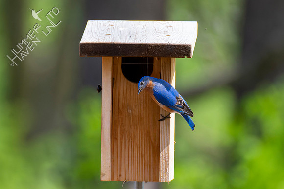 4-21-22 Eastern Bluebird