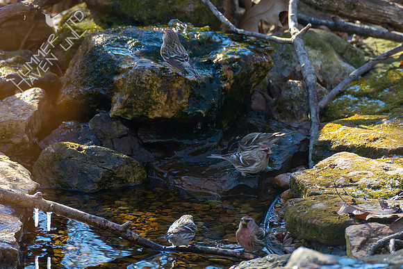 1-29-22 Common Redpolls