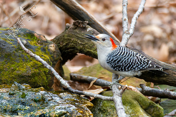 1-27-22 Red-bellied Woodpecker female