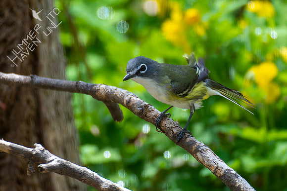 4-21-22 Blue-headed Vireo