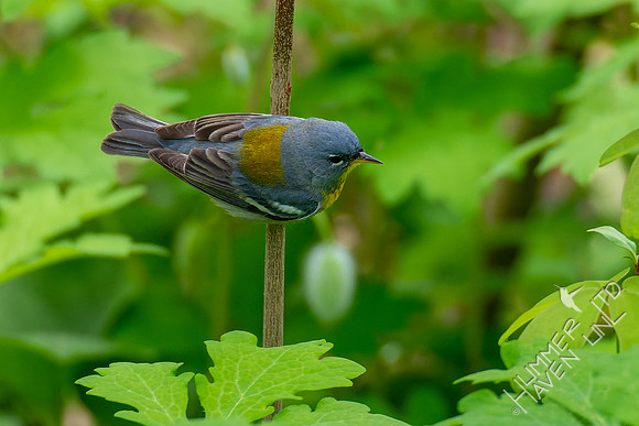 5-4-22 Northern Parula