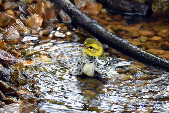 Black-throated Green Warbler 10-4-16